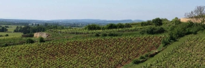 La Terrasse des Climats vignes