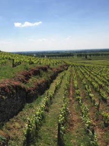 Location saisonnière Beaune Vignes