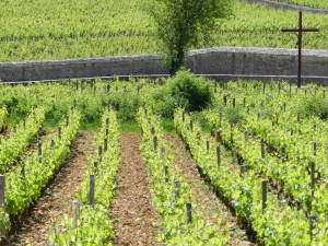 La Terrasse des Climats vignes