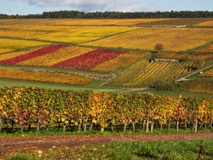 Location saisonnière Beaune saison automne