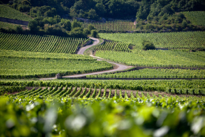 Mois des Climats de Bourgogne l'été