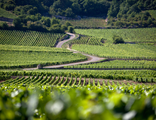 Le Mois des Climats de Bourgogne