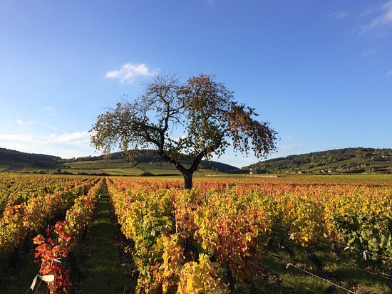 beaune accomodation - Just Perfect !