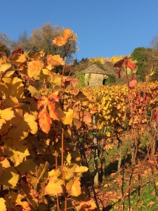 Cabotte - Côte d'Or - Automne - La Terrasse des Climats