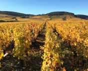 Cote-dor-automne-la-terrasse-des-climats