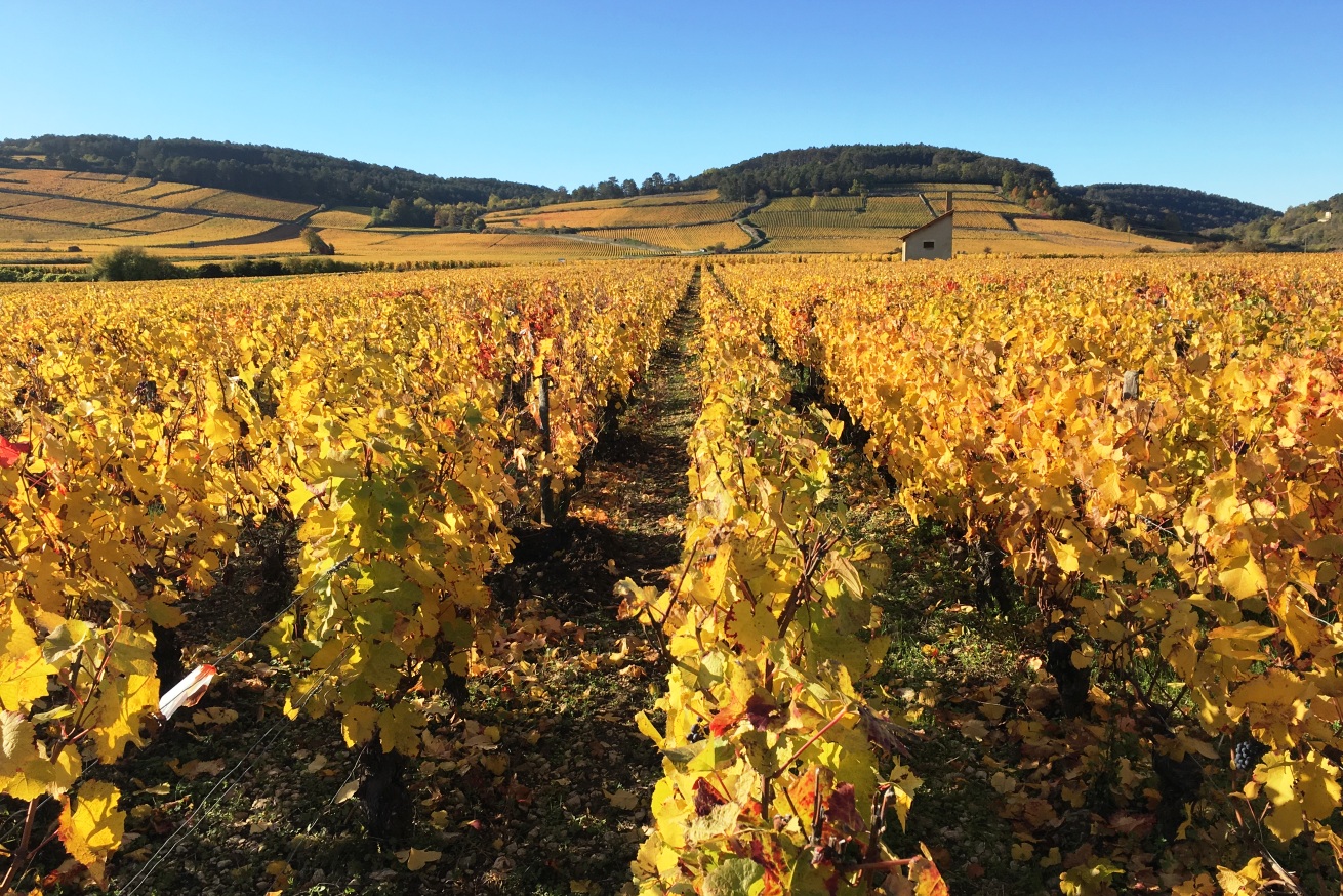 La Côte d'or en automne-La Terrasse des Climats