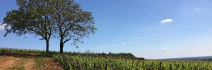 La Terrasse des Climats Location saisonnière Beaune